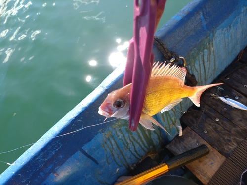 チャリコの釣果