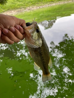 ラージマウスバスの釣果