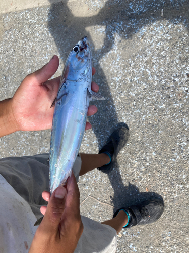 ソウダガツオの釣果