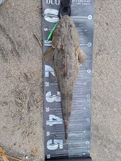 マゴチの釣果