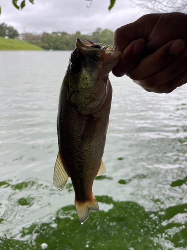 ラージマウスバスの釣果