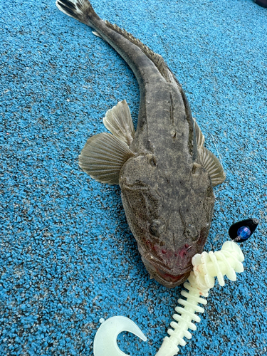 マゴチの釣果