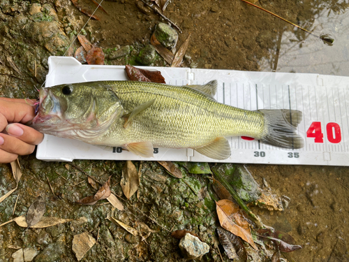 ラージマウスバスの釣果