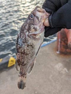 クロソイの釣果