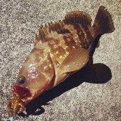 アコウの釣果