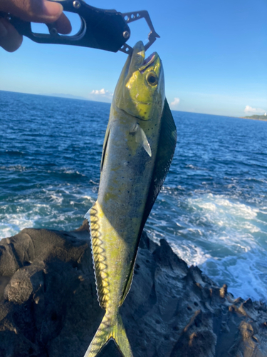 シイラの釣果