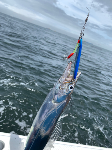 タチウオの釣果