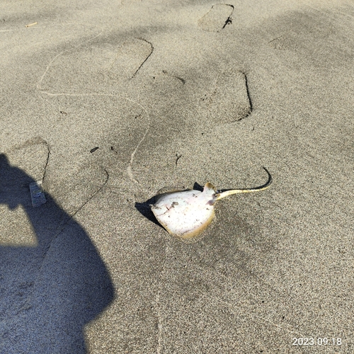 エイの釣果