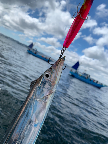 タチウオの釣果