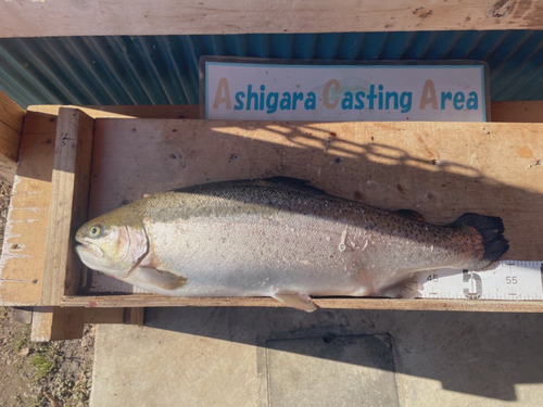 トラウトの釣果