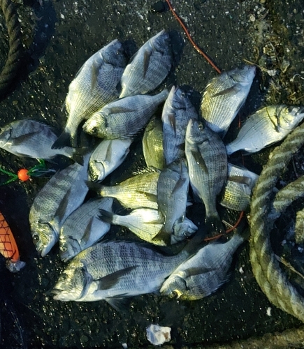 チヌの釣果