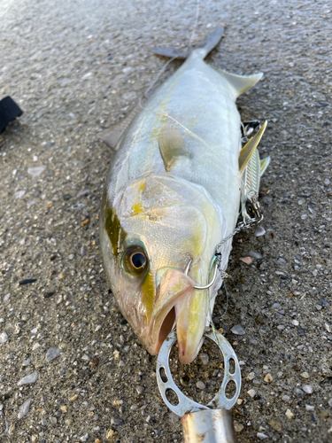 ネイリの釣果