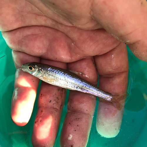 モロコの釣果