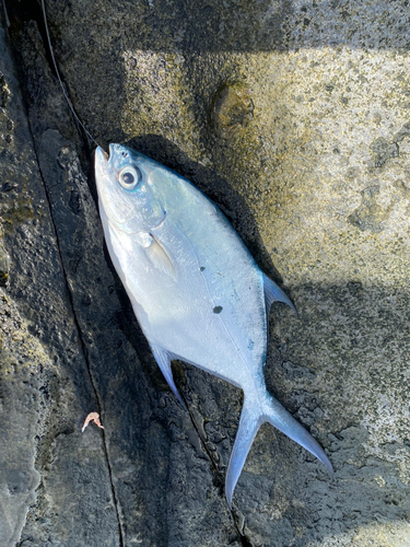 コバンアジの釣果