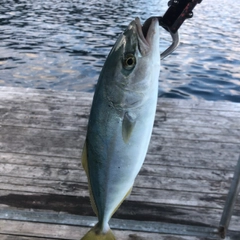 ツバスの釣果