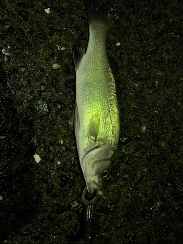 ヒラスズキの釣果