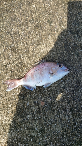 チャリコの釣果