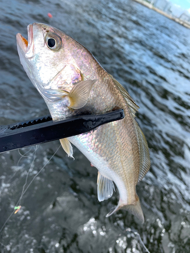 イシモチの釣果