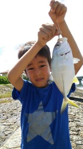 オニヒラアジの釣果