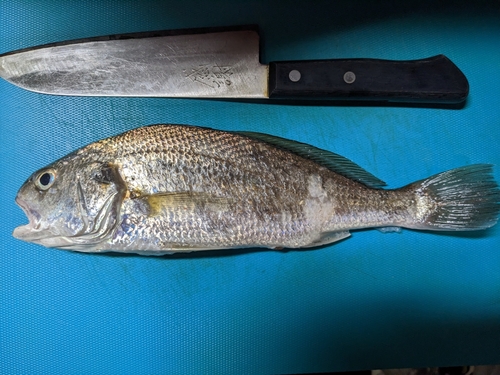 イシモチの釣果