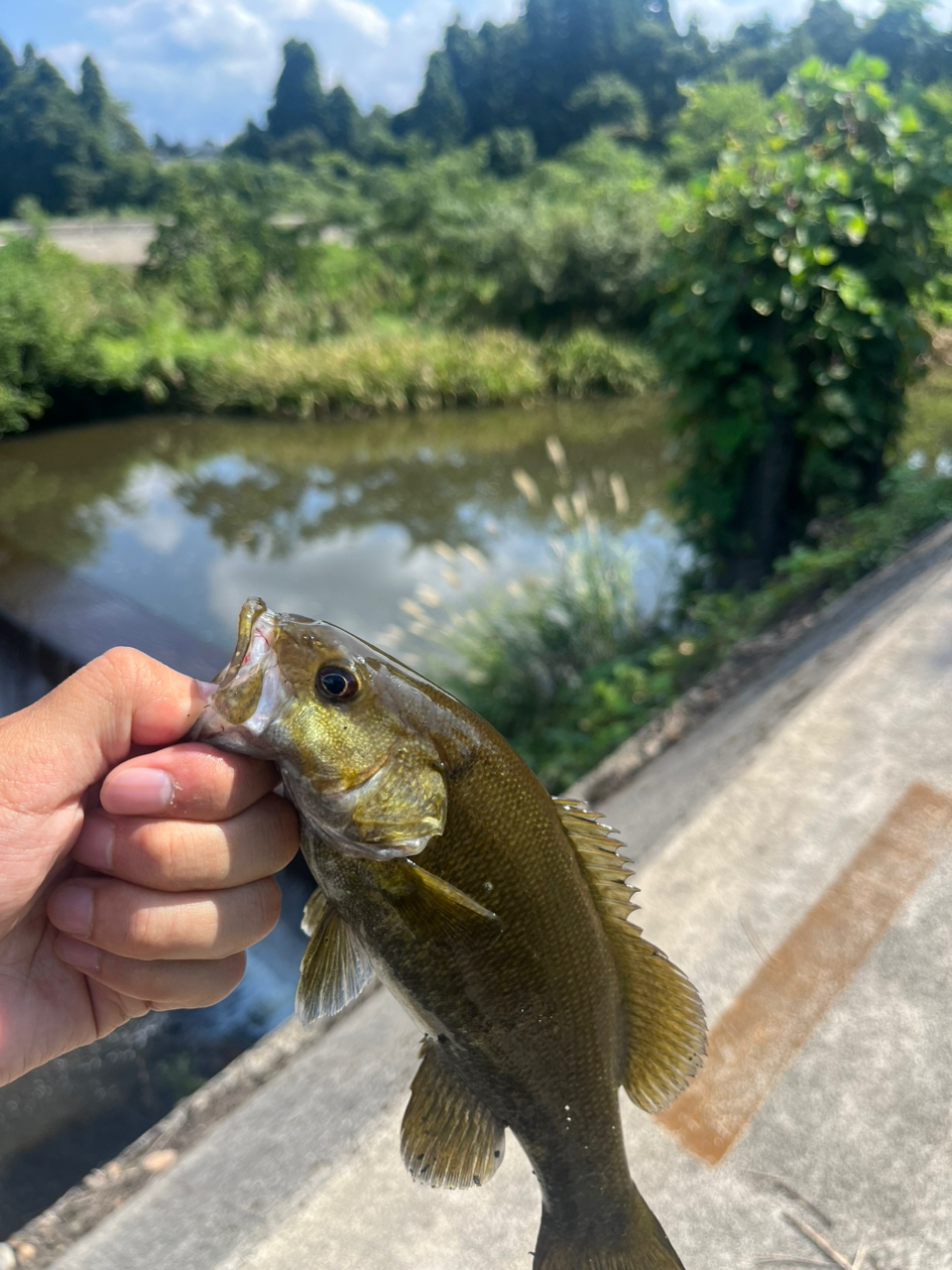 スモールマウスバス