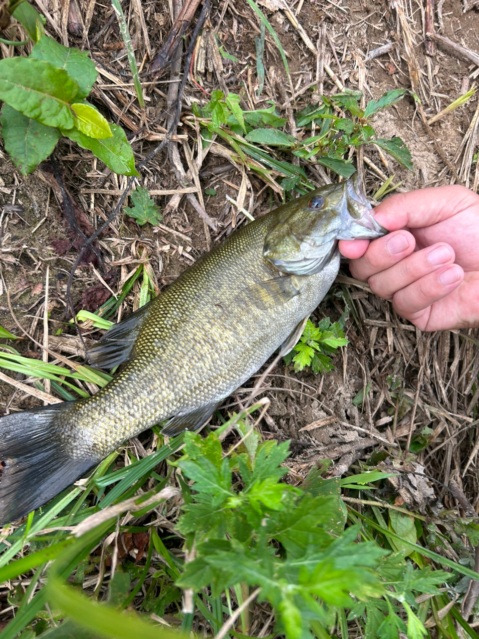 スモールマウスバス