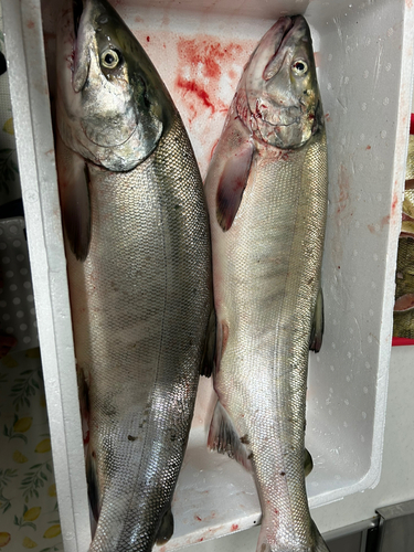 アキアジの釣果