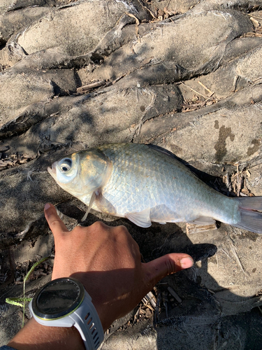 ヘラブナの釣果