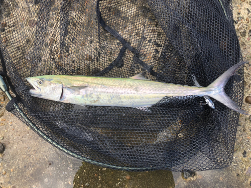 サゴシの釣果