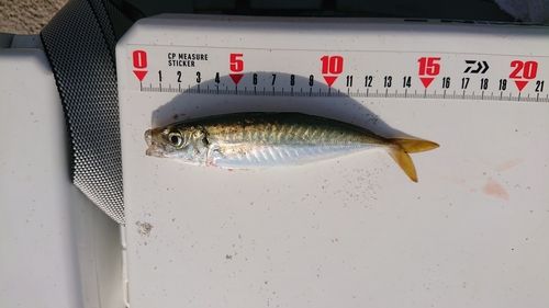 マルアジの釣果