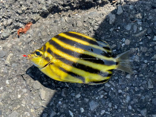 カゴカキダイの釣果