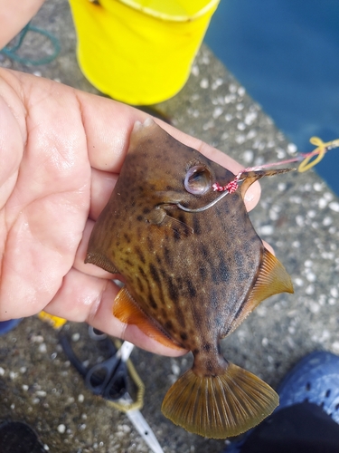 カワハギの釣果