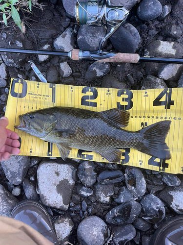 スモールマウスバスの釣果