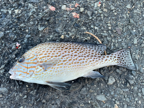 コロダイの釣果