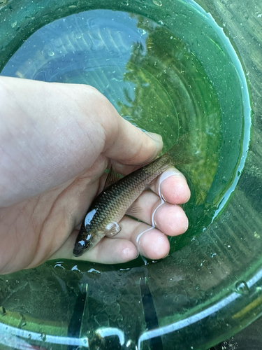 モツゴの釣果