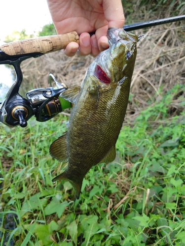 スモールマウスバスの釣果