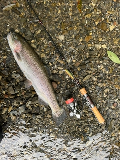 ニジマスの釣果