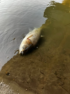 ハクレンの釣果