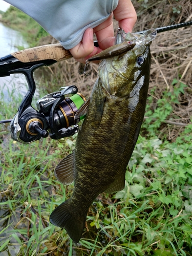 スモールマウスバスの釣果