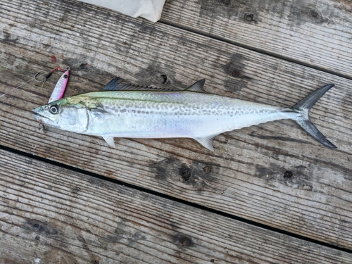 サゴシの釣果