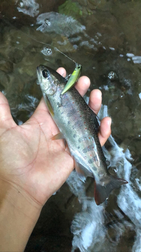 アマゴの釣果