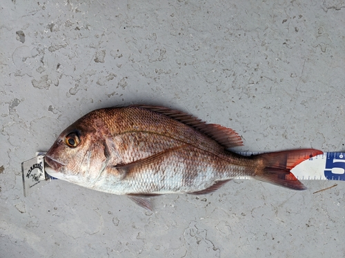 マダイの釣果