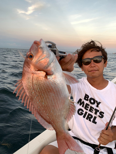 マダイの釣果