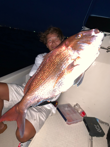 マダイの釣果