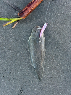シタビラメの釣果