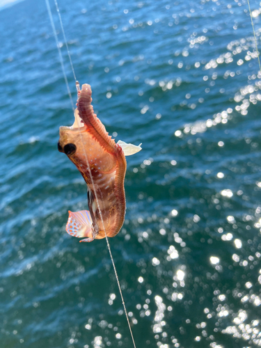 ハゼの釣果