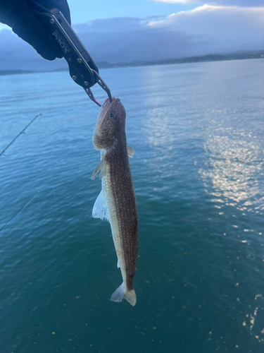 エソの釣果