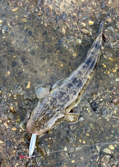 マゴチの釣果