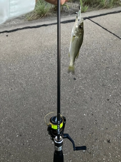 セイゴ（タイリクスズキ）の釣果