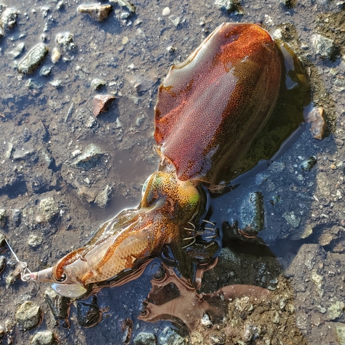 アオリイカの釣果